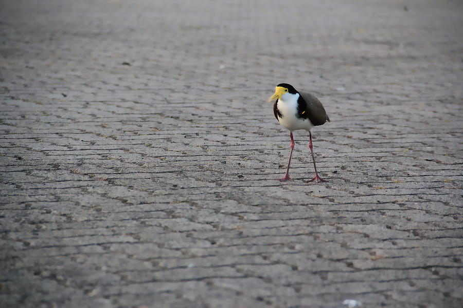 Lonely Bird Photograph by A K Dayton