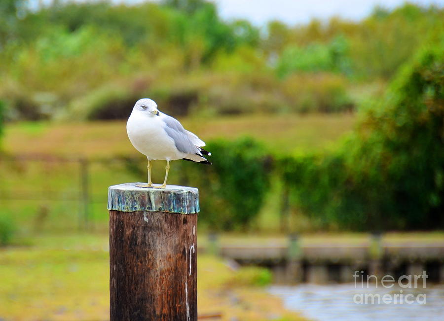 Lonely Bird Photograph by Debbi Granruth