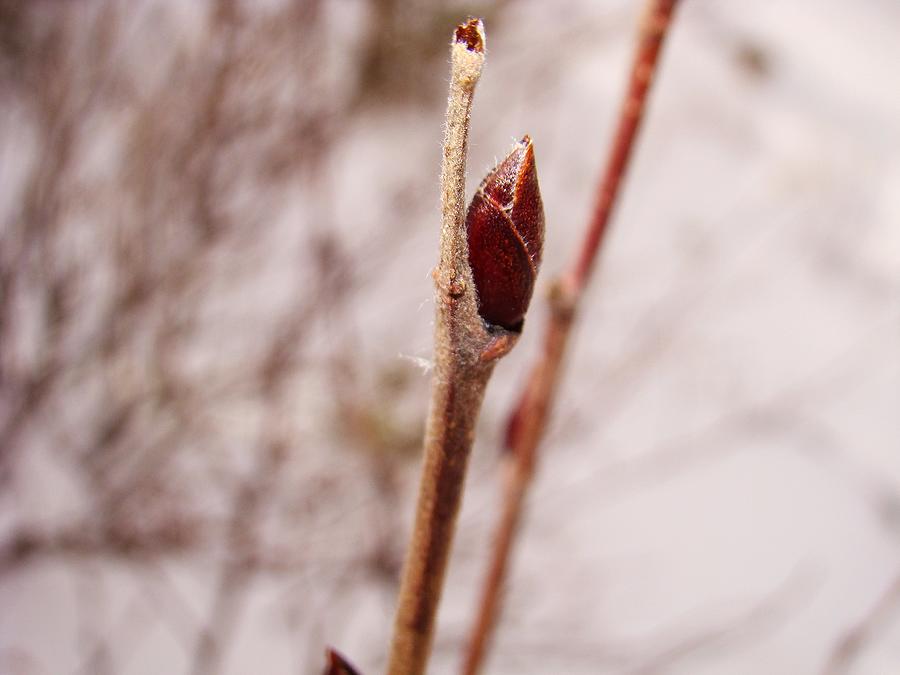 Winter Photograph - Lonely Bud by Zinvolle Art