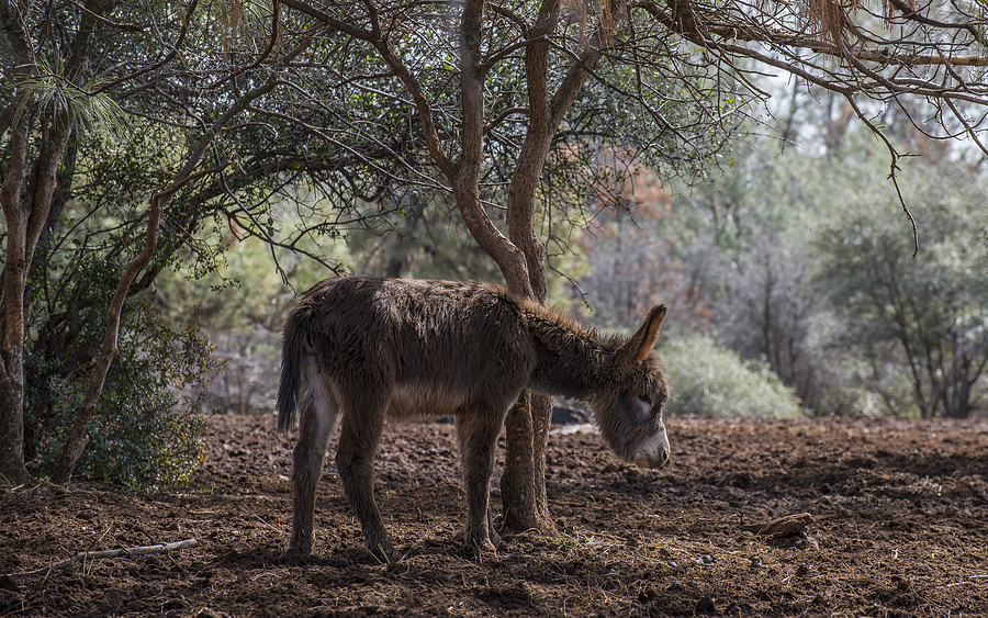 Lonely Burro Photograph by Loree Johnson