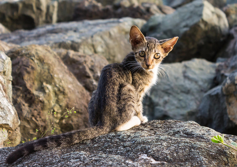 Lonely Cat Photograph by Samuel Gonzalez - Fine Art America