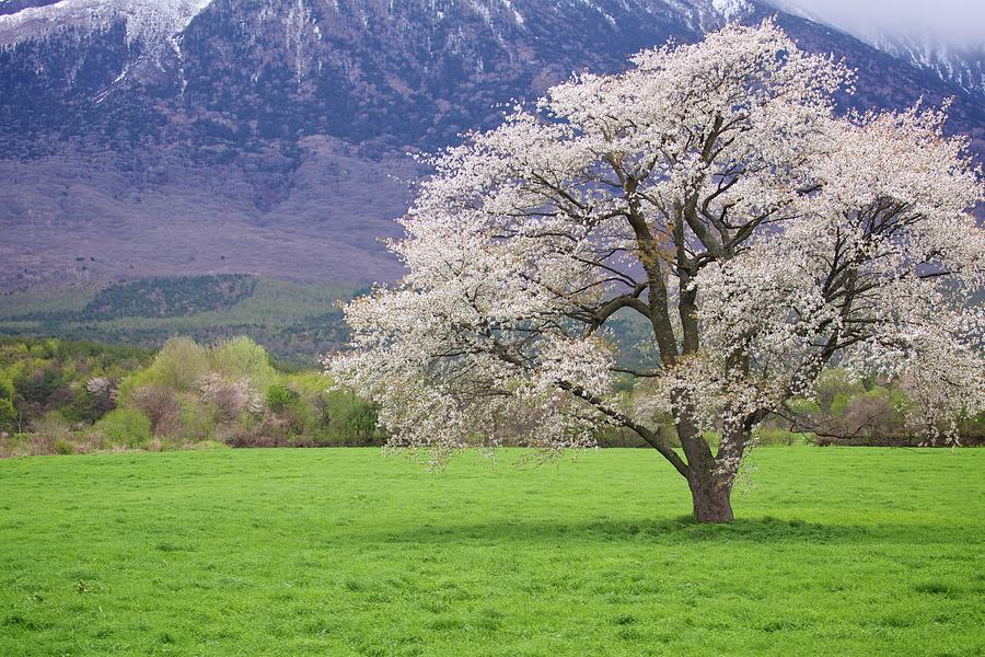 Lonely Cherry Blossom Tree Photograph by Jasohill Photography