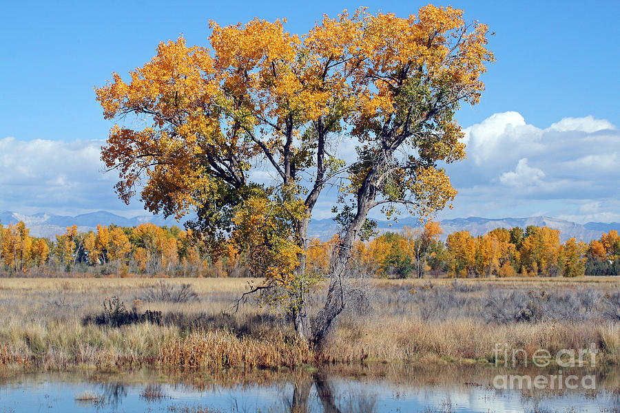 Lonely Cottonwood Photograph by Bob Hislop