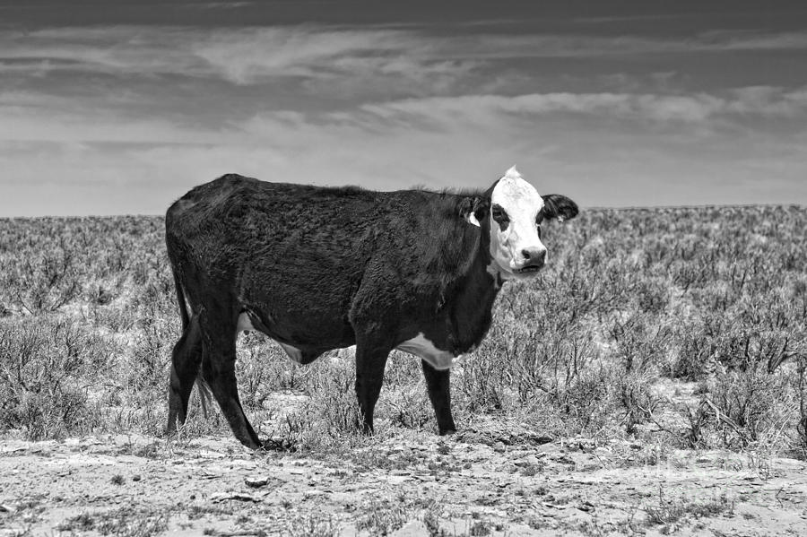 Lonely Cow BW Photograph by Timothy Hacker