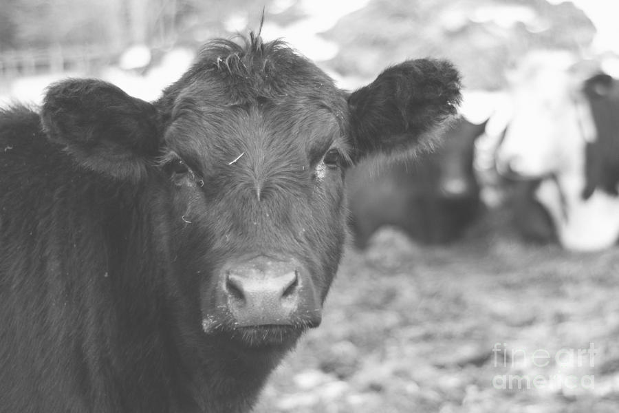 Lonely Cow Photograph by Maggie Stewart