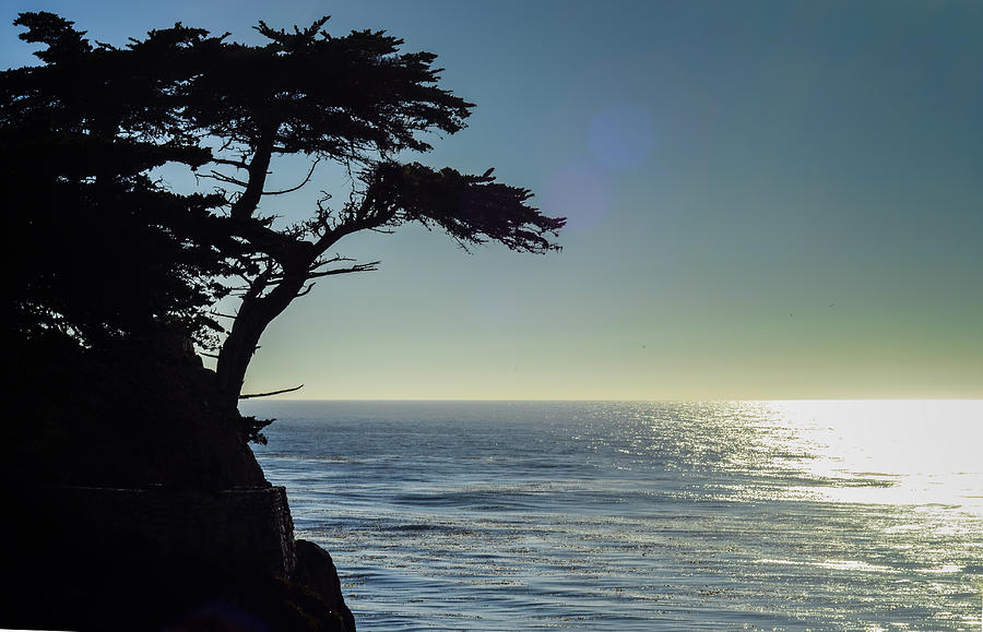 Lonely Cypress Photograph by Camille Lopez