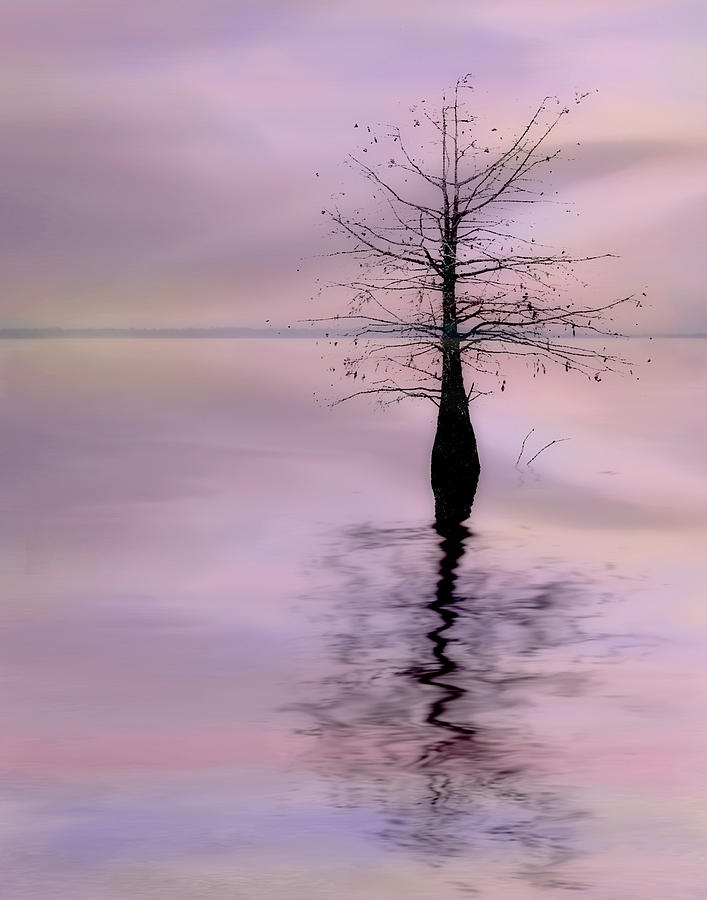 Sunset Photograph - Lonely Cypress by David and Carol Kelly