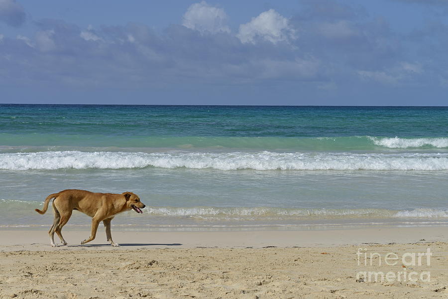 wandering-dog-stock-image-image-of-path-grassy-grass-2756519