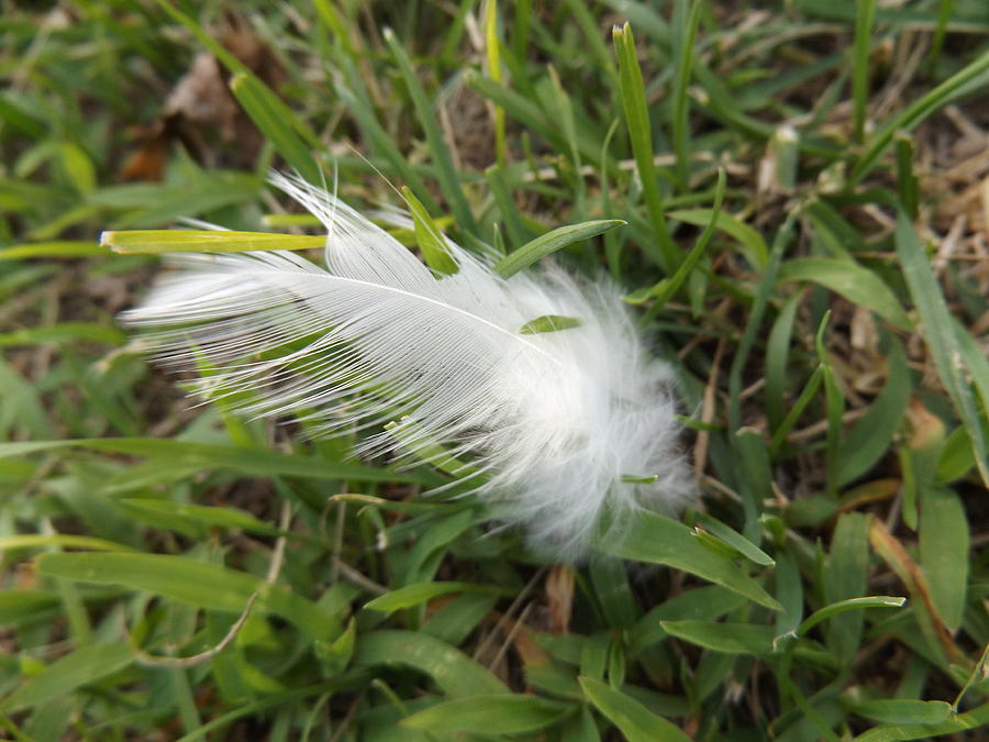 Nature Photograph - Lonely Feather by Maranda Busch