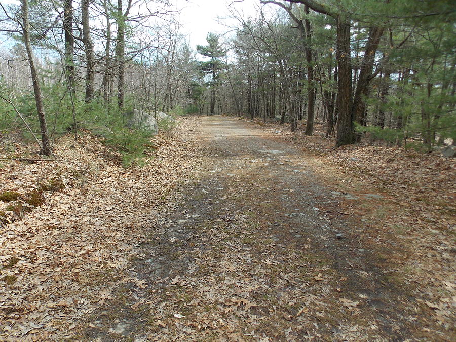 Lonely Fire Road Photograph by Catherine Gagne