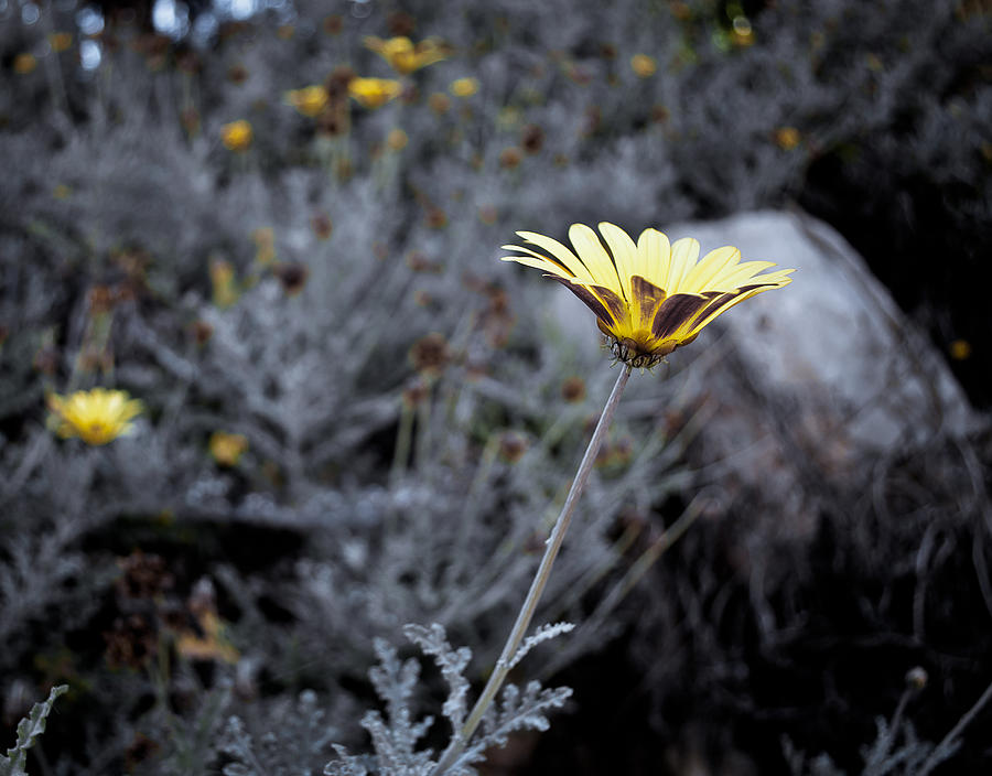 Lonely flower Photograph by Sergey Simanovsky