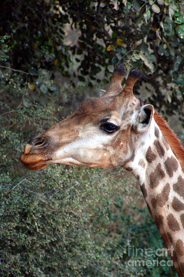 The Baby Giraffe Photograph by Doc Braham