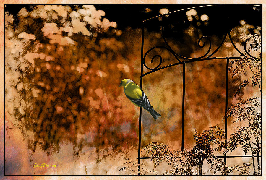 Finch Photograph - Lonely Goldfinch - Featured in Wildlife - Harmony and Happiness - Eye on Fine Art Groups by Ericamaxine Price