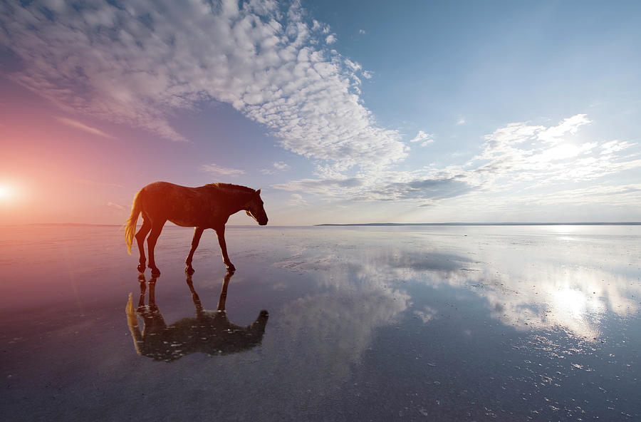 Lonely Horse Photograph by 101cats