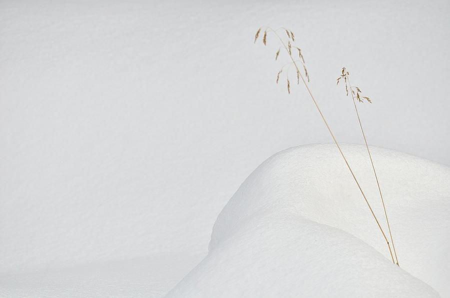 Winter Photograph - Lonely In The Snow by Miquel Angel Art?s