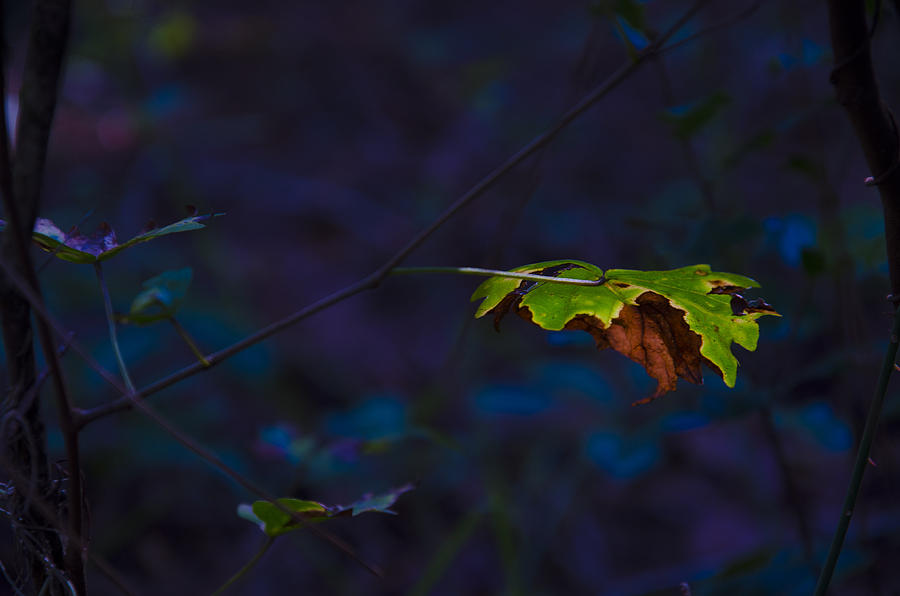 Nature Photograph - Lonely Leaves II by Anaz Art and Photography