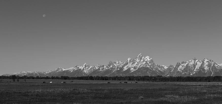 Lonely Life in the Tetons Photograph by Jared Perry 