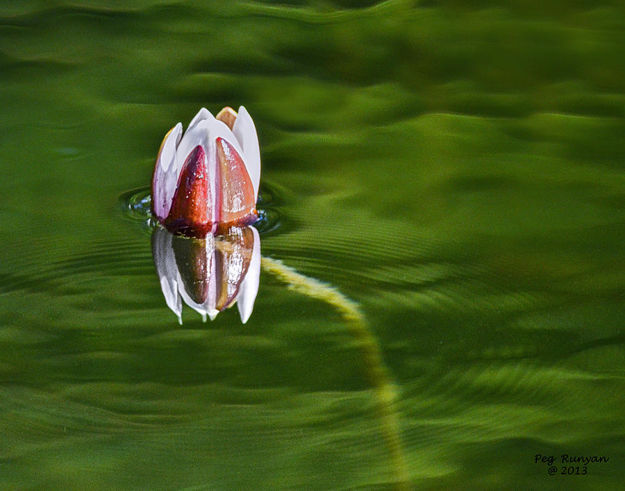 Lonely Lily Photograph by Peg Runyan