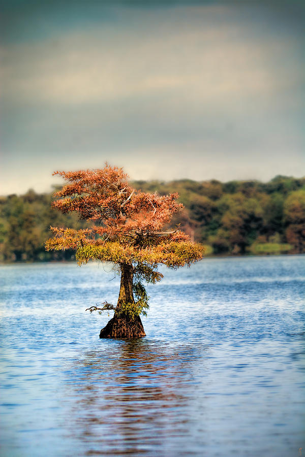 Lonely Little Cypress Tree Photograph by Jai Johnson