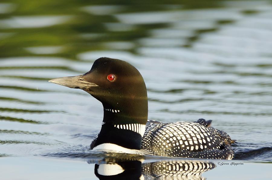 Lonely Loon Photograph by Steven Clipperton