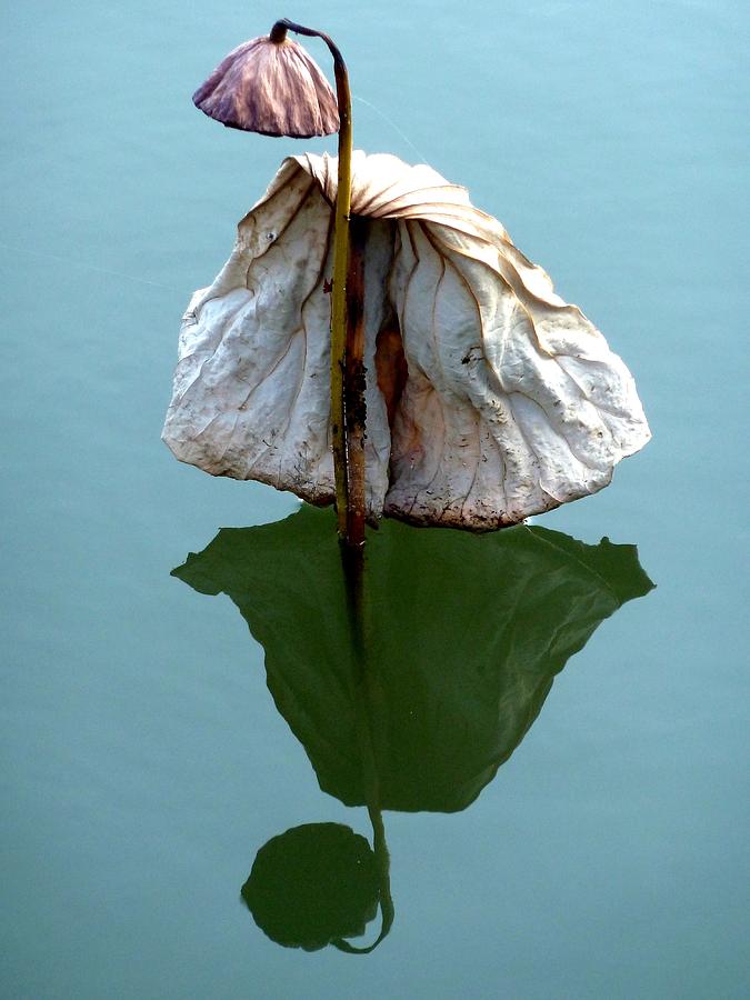 Lonely Lotus Photograph by Julia Ivanovna Willhite