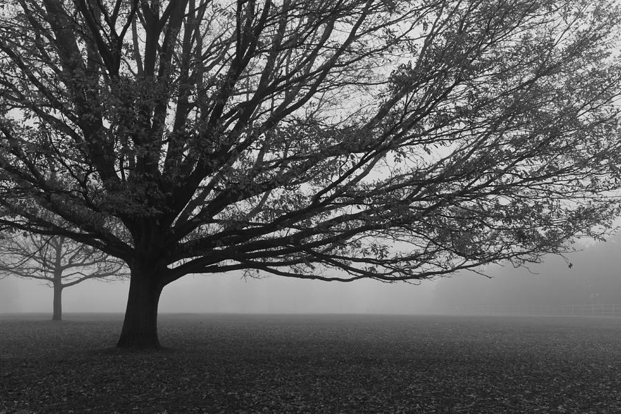 Lonely Low Tree Photograph by Maj Seda
