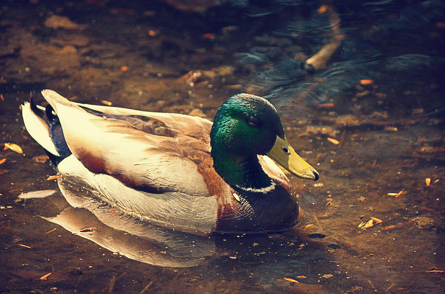 Lonely Mallard  Photograph by Maria Angelica Maira