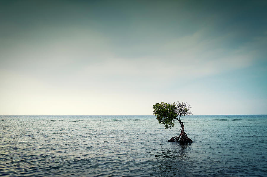 Lonely Mangrove Tree In The Bali Photograph by Brytta
