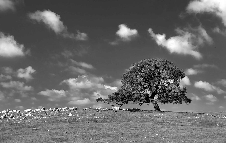 Oaks Photograph - Lonely Oak by Floyd Hopper