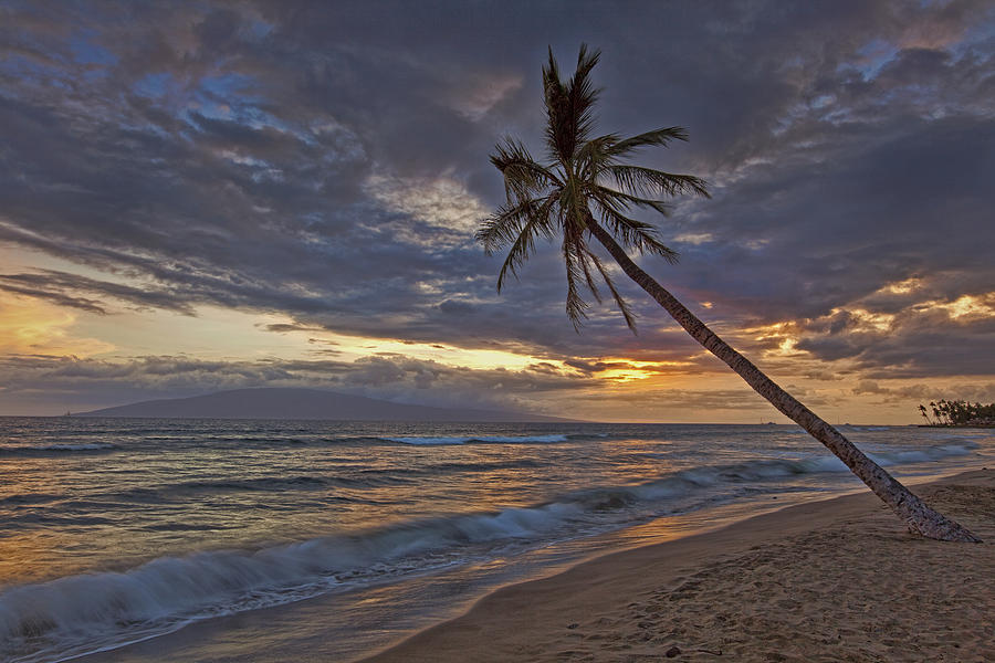 Lonely Palm  Photograph by James Roemmling