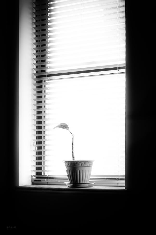 Lonely Plant Photograph by Bob Orsillo