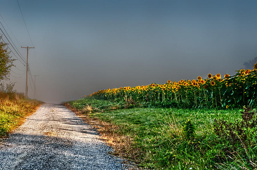 Sunflower Photograph - Lonely Road by Ryan Crane