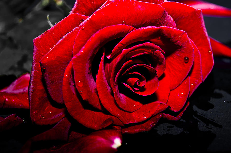 Lonely Rose Photograph by Peter Nix - Pixels