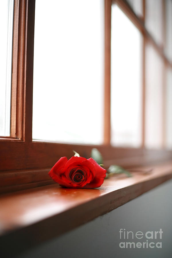 Rose Photograph - Lonely Rose by Sharon Dominick