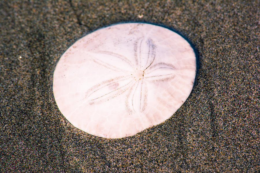Lonely Sand Dollar Photograph by Tikvahs Hope