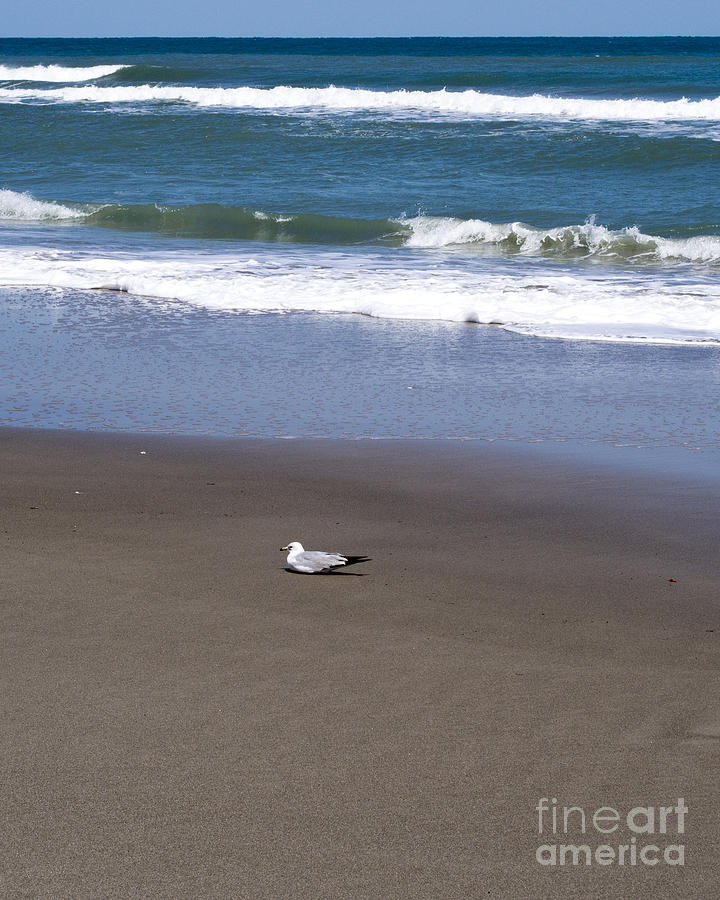 Seagull Photograph - Lonely Sea Gull by Allan  Hughes