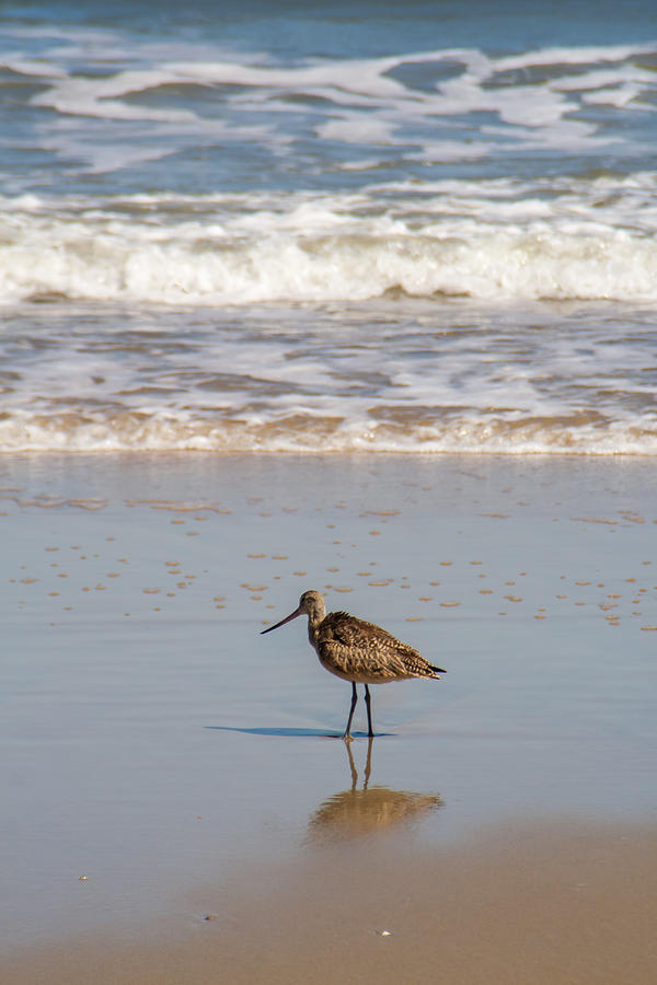 Virginia Beach Photograph - Lonely Seabird  by Dawn Romine