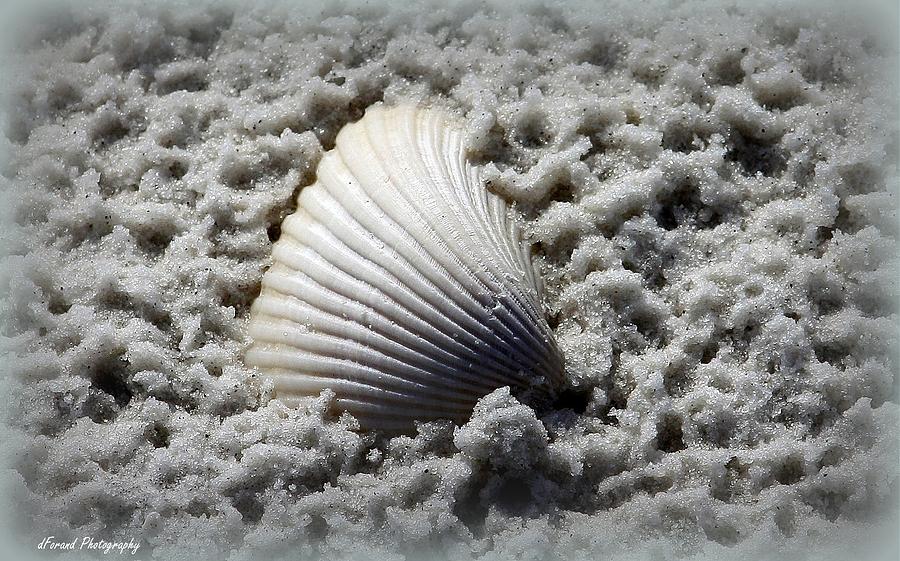 Lonely Shell Photograph by Debra Forand