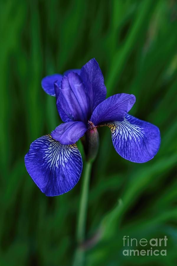 Lonely Siberian Iris Photograph by Henry Kowalski