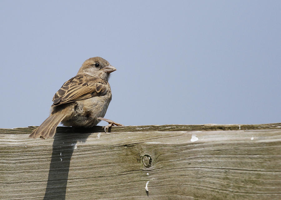 Lonely Sparrow Photograph by Simon Gregory - Fine Art America