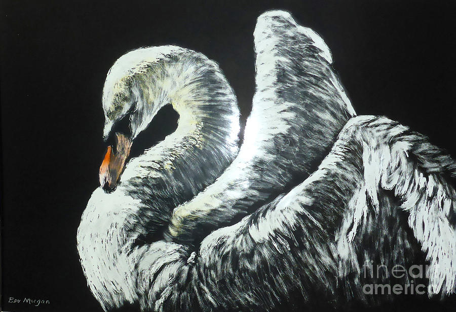 Lonely Swan Drawing by Bev Morgan