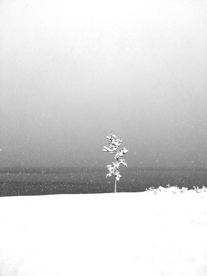 Lonely Tree Photograph by A K Dayton