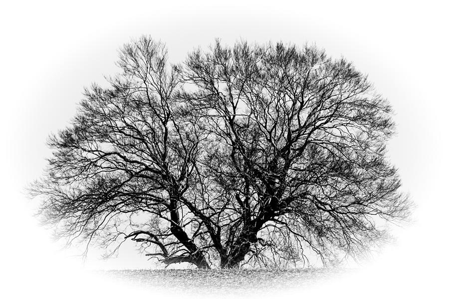 Black And White Photograph - Lonely Tree by Ann Sharpe
