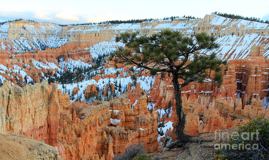 Lonely Tree at Bryce National Park 2350 Photograph by Jack Schultz