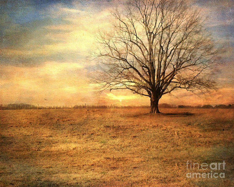 Lonely Tree at Sunset Photograph by Jai Johnson