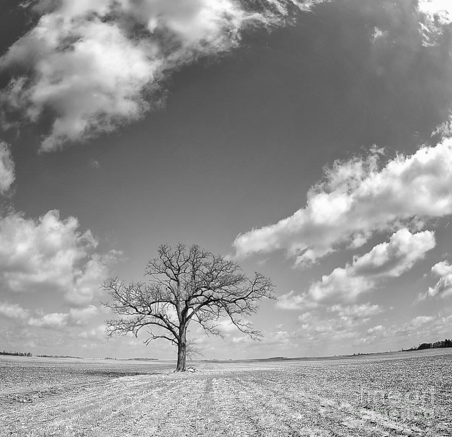 Black And White Photograph - Lonely Tree by Brian Mollenkopf