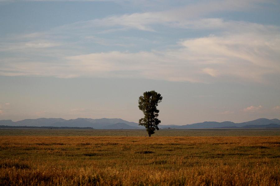 Lonely Tree Photograph by Catie Canetti