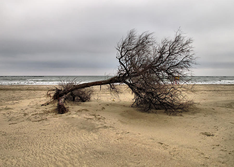 Lonely tree Photograph by Daliana Pacuraru