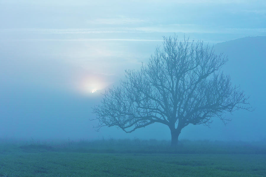 Lonely Tree In Misty Landscape At Dawn Photograph by G.g.bruno