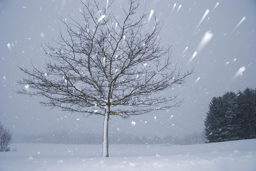 Lonely Tree In Snow Bavaria Photograph by Konrad Wothe